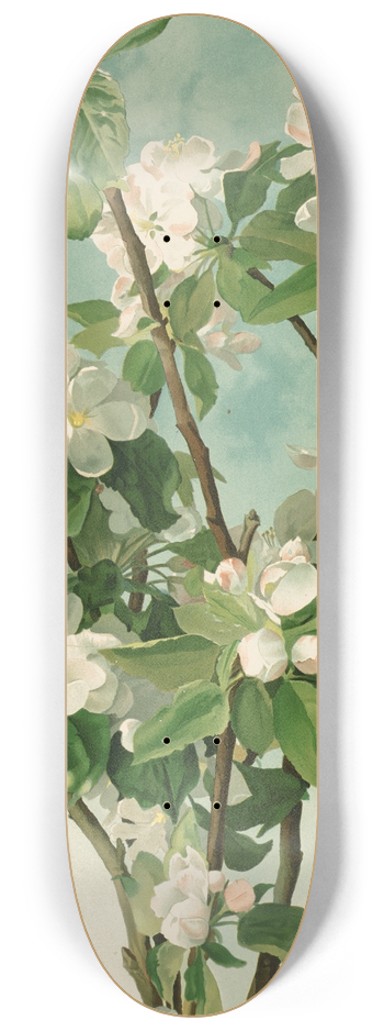 Thaddeus Welch - Apple Blossoms 8.25 inch art skate deck