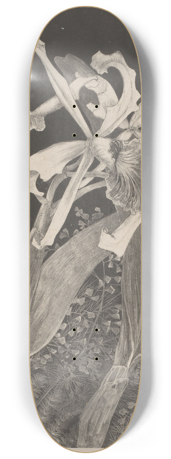 Theo van Hoytema - Orchids 8.25 inch art skate deck