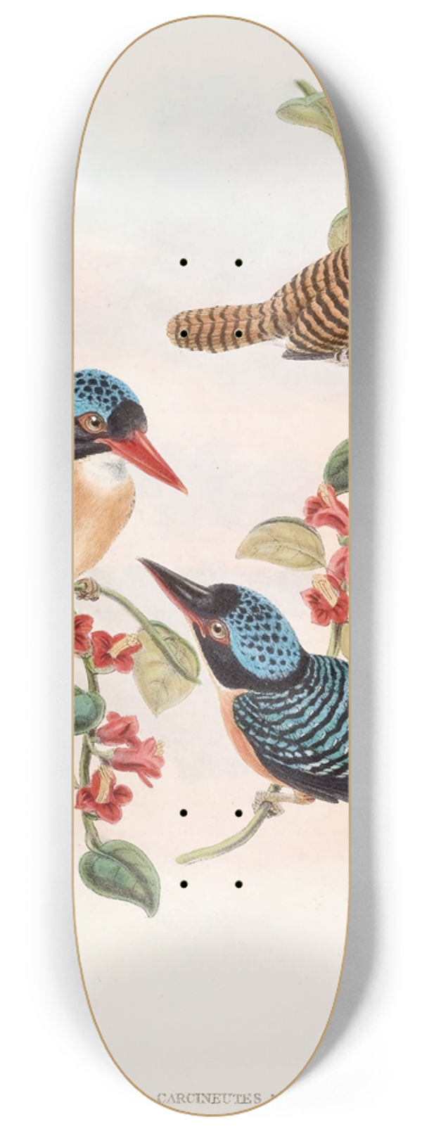 John Gould - Black-faced Kingfisher 8.25 inch art skate deck