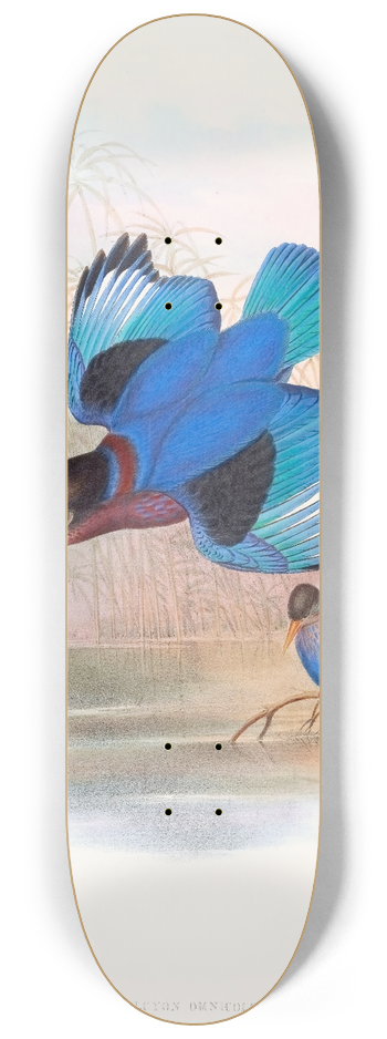 John Gould - Blue-and-white Kingfisher 8.25 inch art skate deck