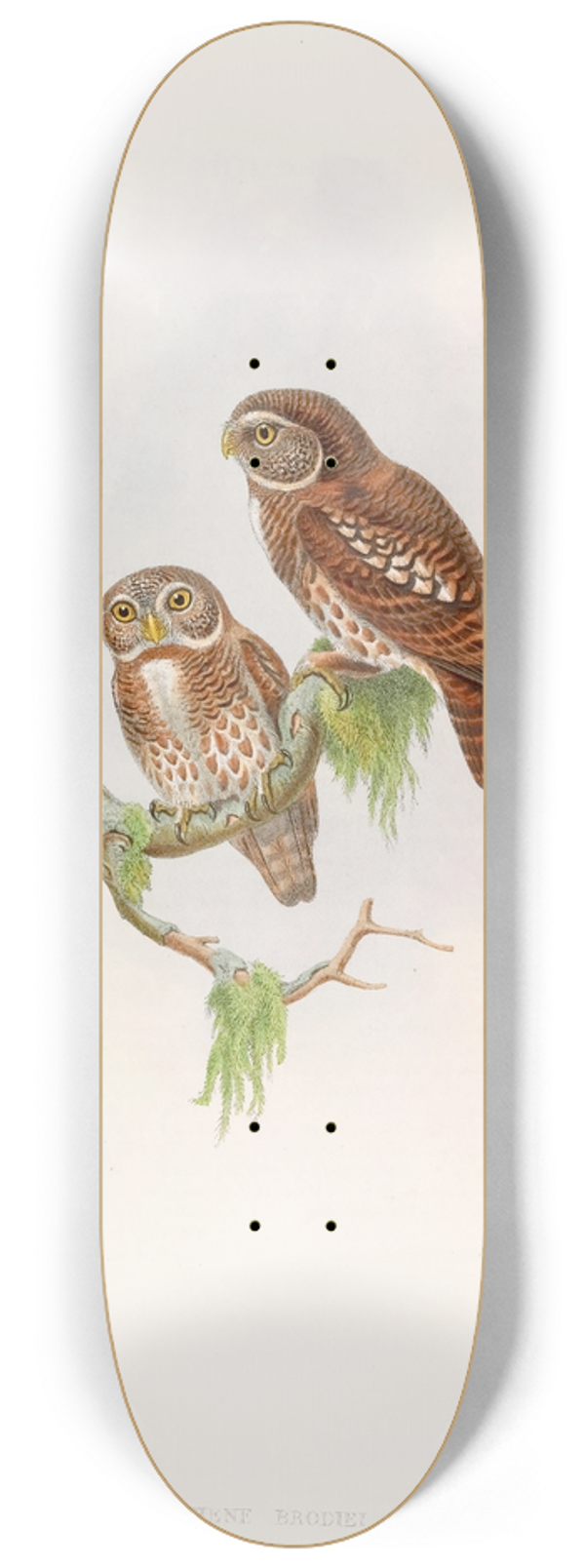 John Gould - Brodies Owlet 8.25 inch art skate deck