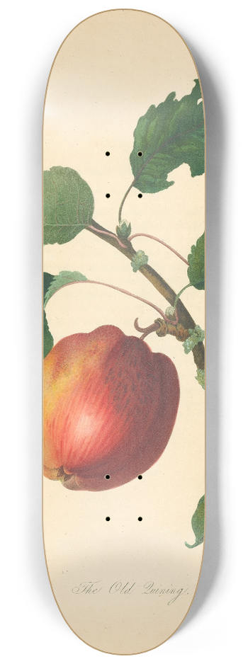 Thomas Andrew Knight - Old Quining 8.25 inch art skate deck