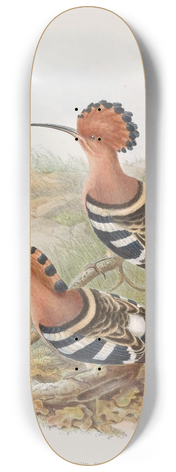 John Gould - Indian Hoopoe 8.25 inch art skate deck