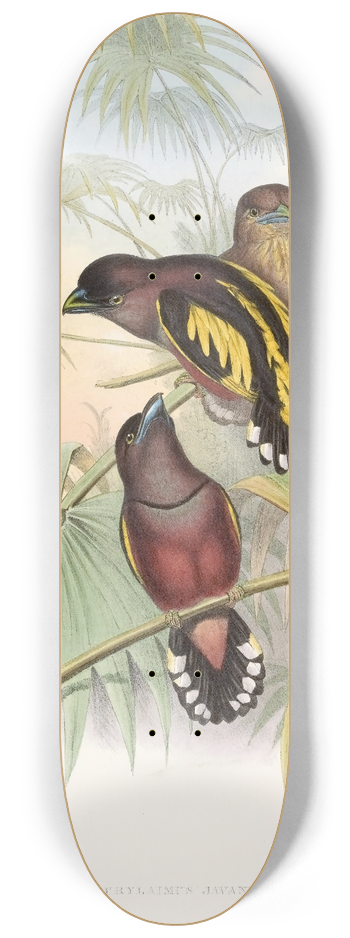 John Gould - Javan Eurylaime 8.25 inch art skate deck