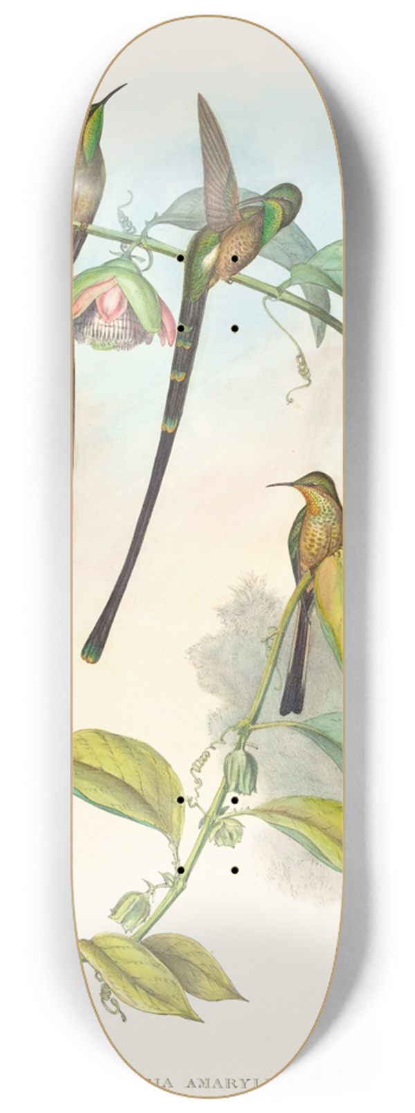 John Gould - Lesbia Amaryllis 8.25 inch art skate deck