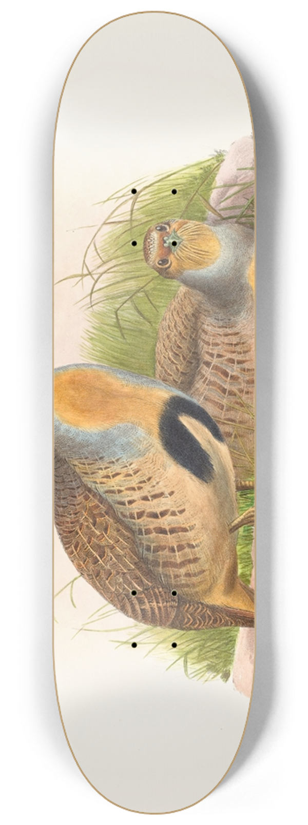John Gould - Perdix barbata (Daurian Partridge) 8.25 inch art skate deck