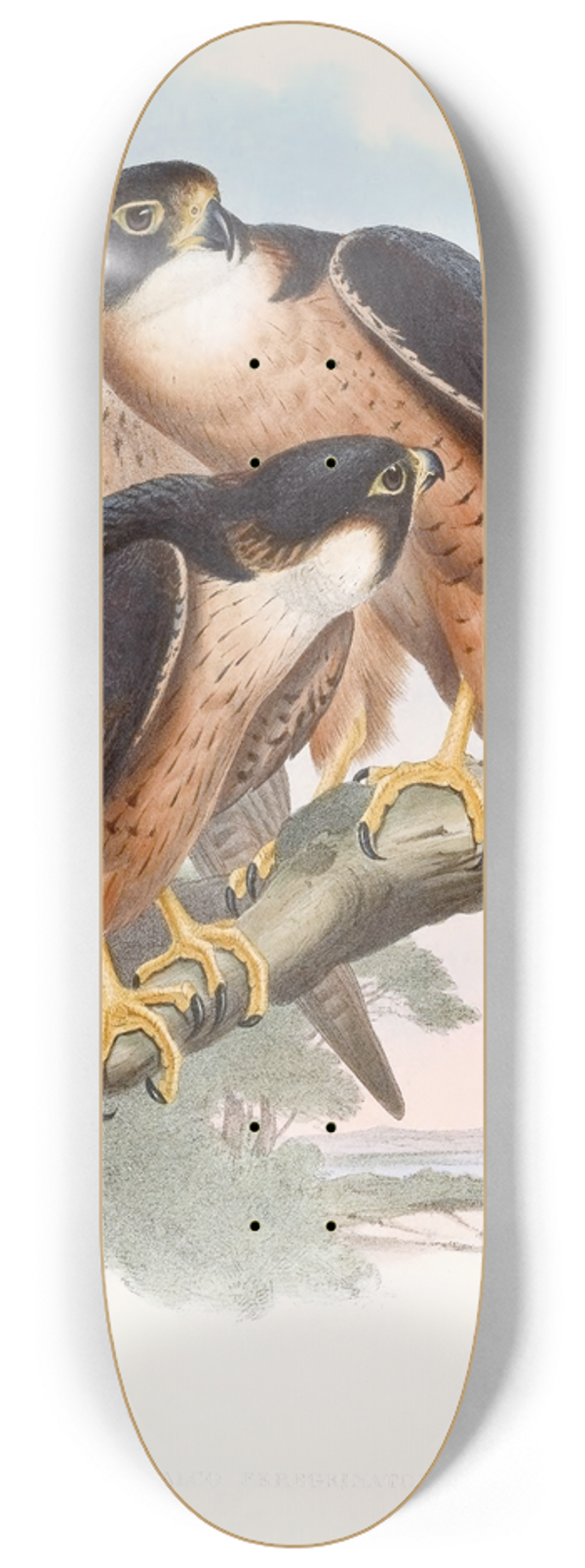 John Gould - Shaheen Falcon 8.25 inch art skate deck