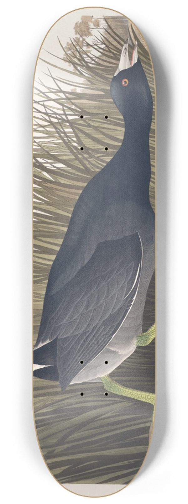 John James Audubon - American coot 8.25 inch art skate deck
