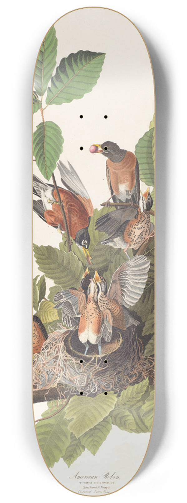 John James Audubon - American robin 8.25 inch art skate deck
