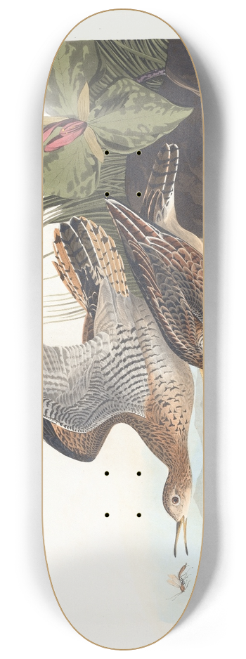 John James Audubon - Bartram sandpiper 8.25 inch art skate deck