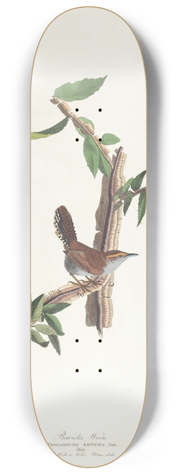 John James Audubon - Bewicks warbler 8.25 inch art skate deck