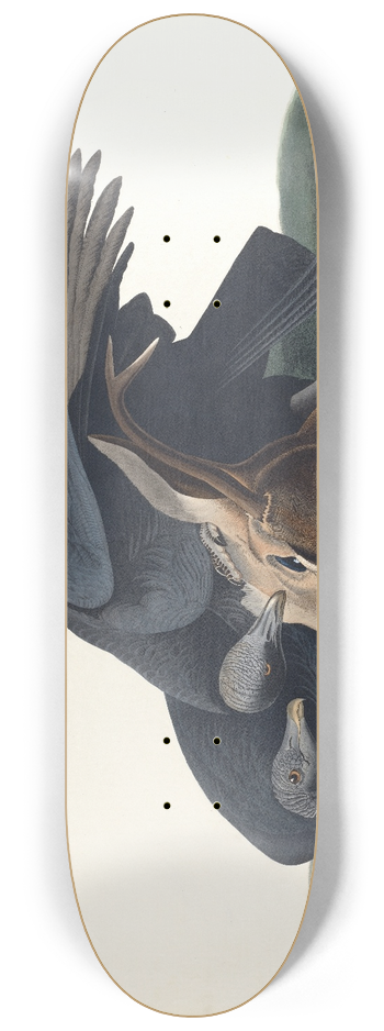 John James Audubon - Black vulture or common crow 8.25 inch art skate deck
