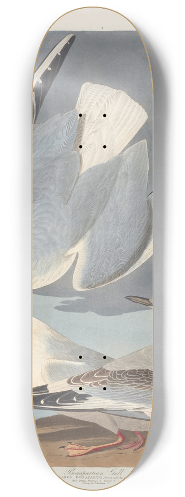 John James Audubon - Bonapartian gull 8.25 inch art skate deck