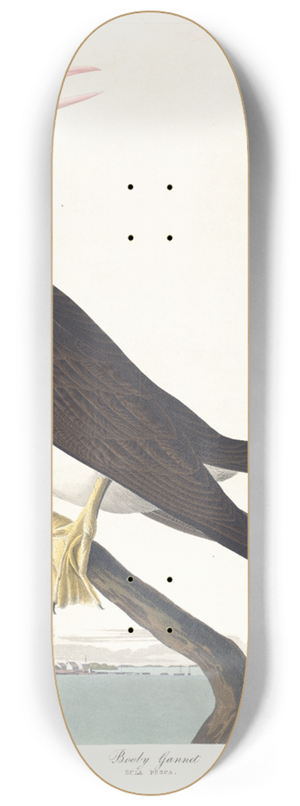 John James Audubon - Booby gannet 8.25 inch art skate deck