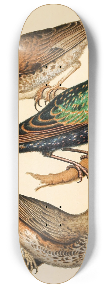 W. A . Blakston - Fieldfare, Starling, Redwing 8.25 inch art skate deck