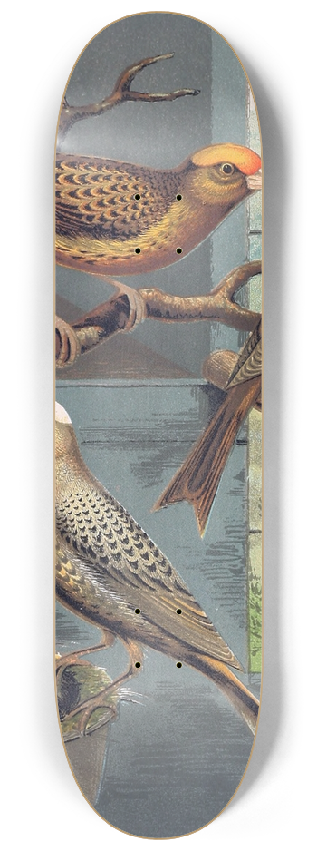 W. A . Blakston - Lizard Canaries 8.25 inch art skate deck