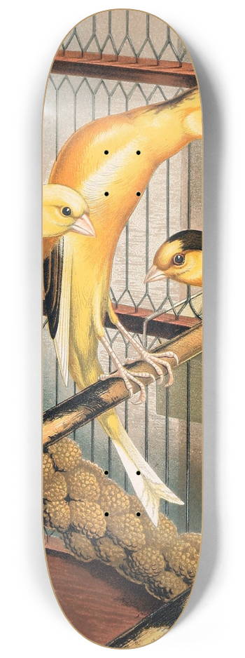 W. A . Blakston - Scotch Fancy Canaries, Piebald 8.25 inch art skate deck