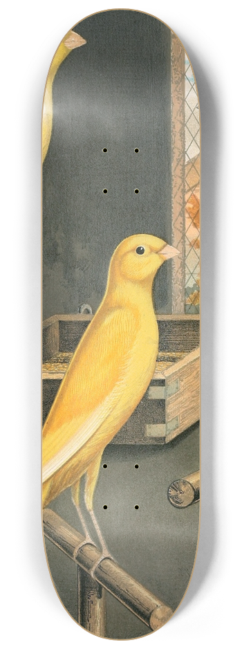 W. A . Blakston - Yorkshire Canaries 8.25 inch art skate deck