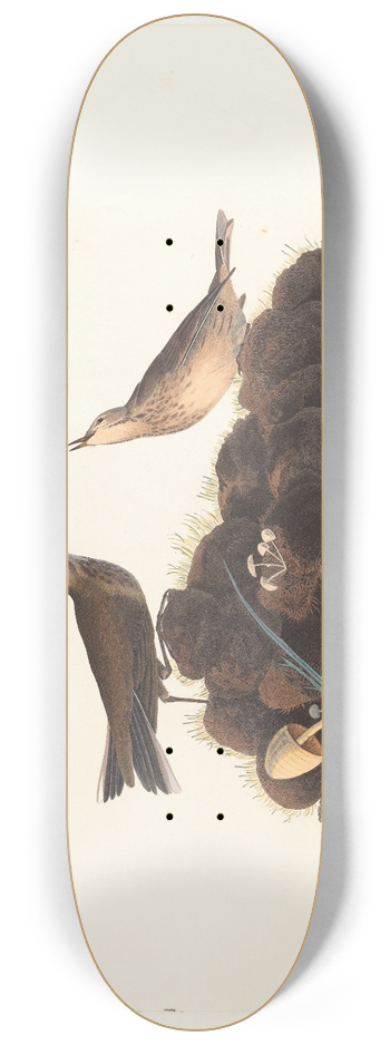 John James Audubon - Brown lark 8.25 inch art skate deck
