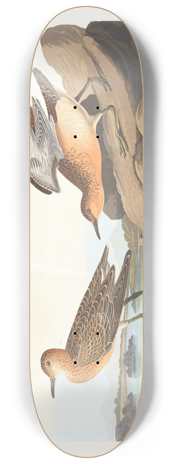 John James Audubon - Buff breasted sandpiper 8.25 inch art skate deck