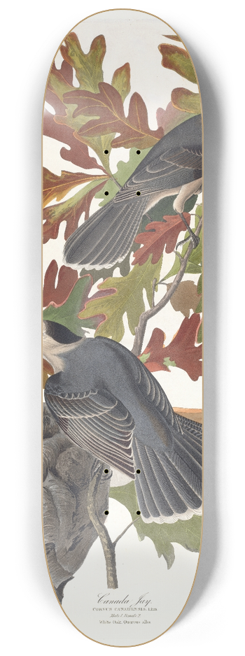 John James Audubon - Canada jay 8.25 inch art skate deck