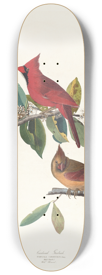 John James Audubon - Cardinal grosbeak 8.25 inch art skate deck