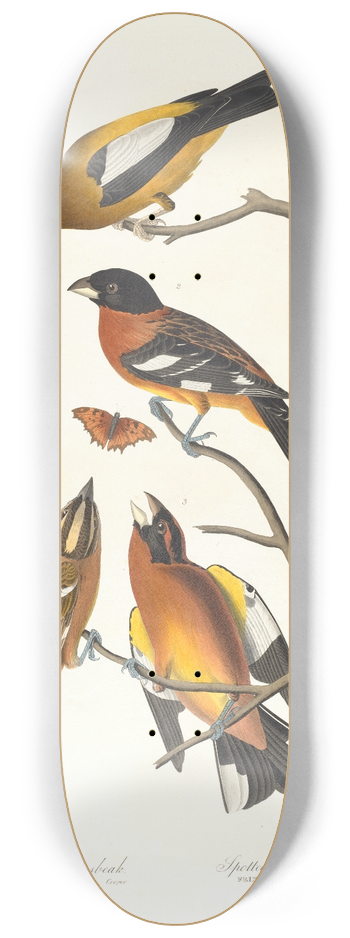 John James Audubon - Evening grosbeak. Spotted grosbeak 8.25 inch art skate deck