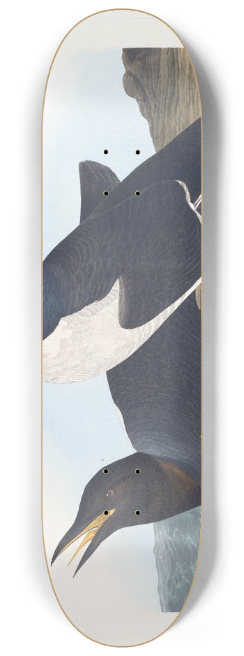 John James Audubon - Foolish guillemot 8.25 inch art skate deck
