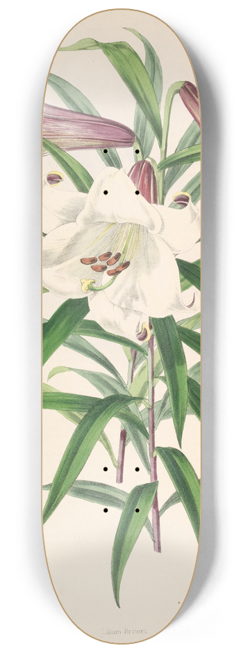 Walter Hood Fitch - Lilium Browni 8.25 inch art skate deck
