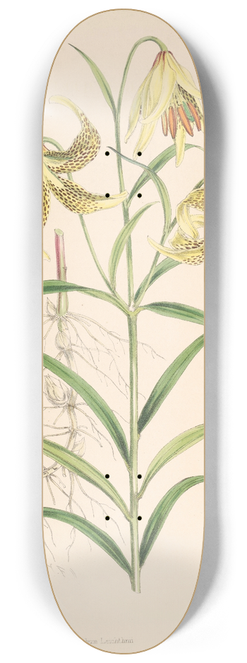Walter Hood Fitch - Lilium Leichtlinii 8.25 inch art skate deck