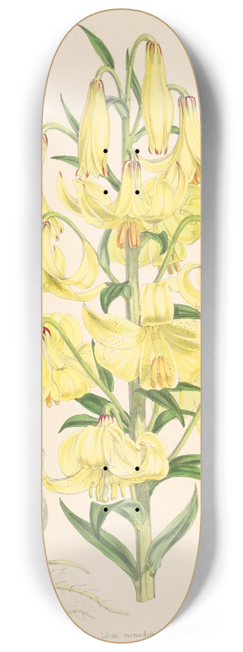Walter Hood Fitch - Lilium Monadelphum 8.25 inch art skate deck