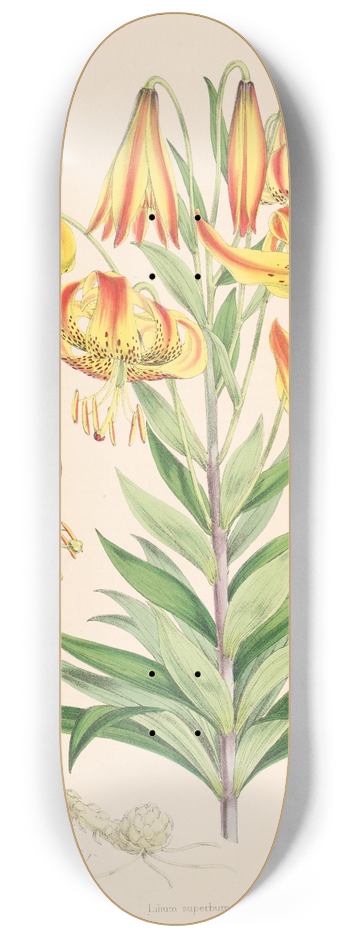 Walter Hood Fitch - Lilium superbum 8.25 inch art skate deck