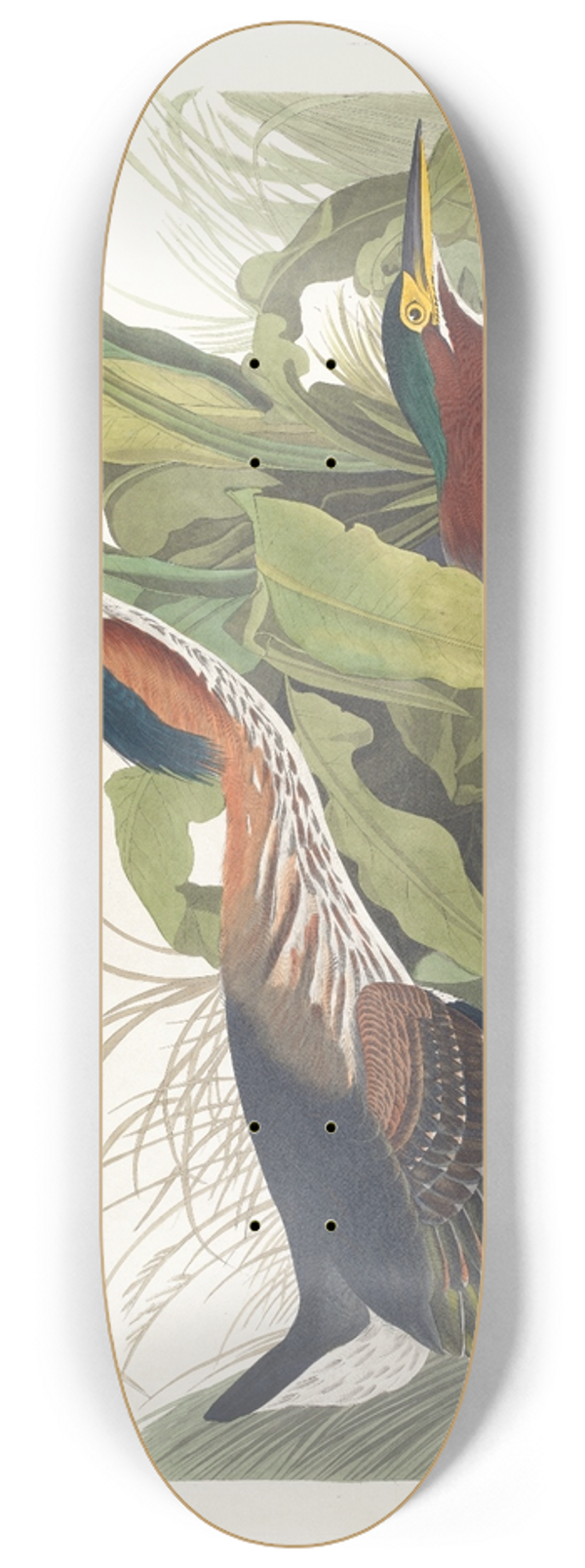 John James Audubon - Green heron 8.25 inch art skate deck