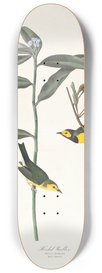 John James Audubon - Hooded warbler 8.25 inch art skate deck