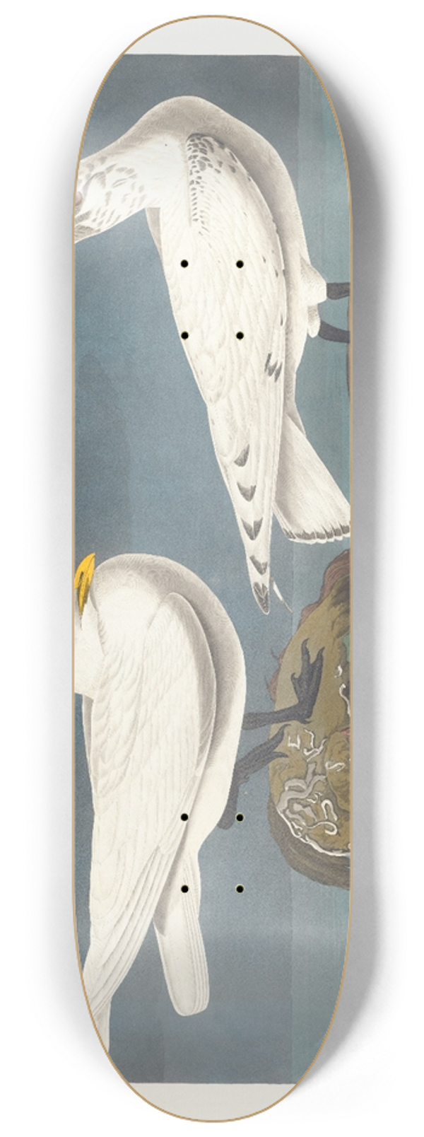 John James Audubon - Ivory gull 8.25 inch art skate deck