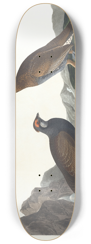 John James Audubon - Long-tailed or dusky grous 8.25 inch art skate deck