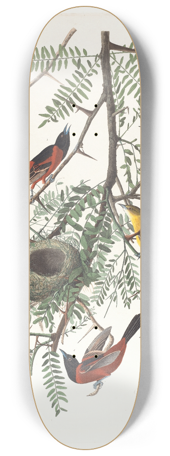 John James Audubon - Orchard oriole 8.25 inch art skate deck