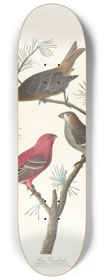 John James Audubon - Pine grosbeak 8.25 inch art skate deck