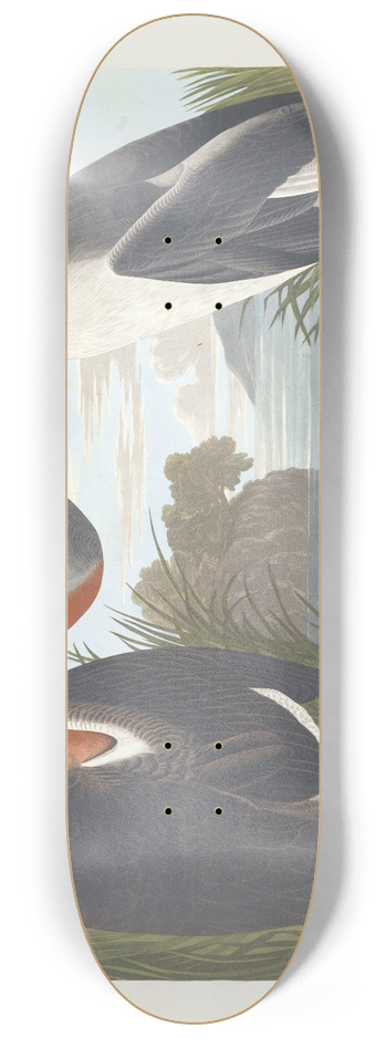 John James Audubon - Red-necked grebe 8.25 inch art skate deck