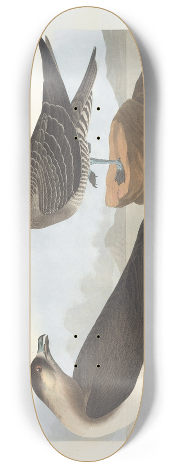 John James Audubon - Richardsons jager 8.25 inch art skate deck