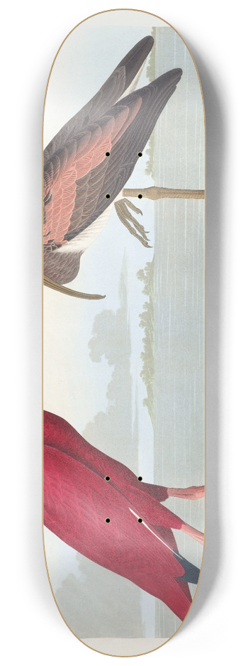 John James Audubon - Scarlet ibis 8.25 inch art skate deck