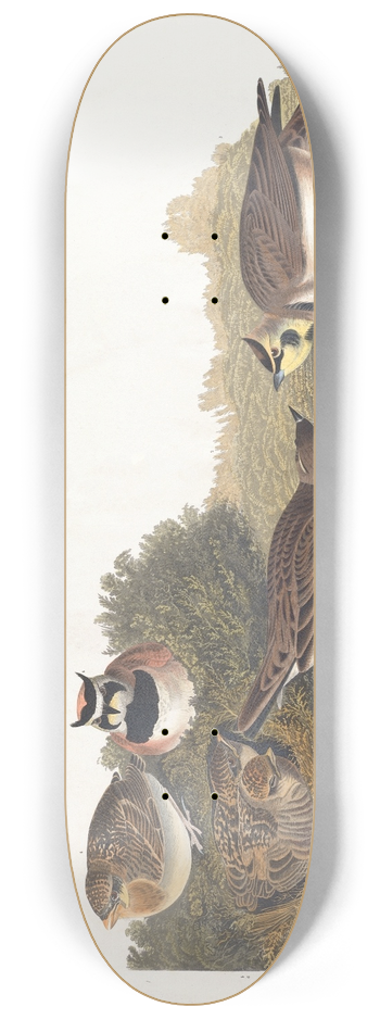 John James Audubon - Shore lark 8.25 inch art skate deck