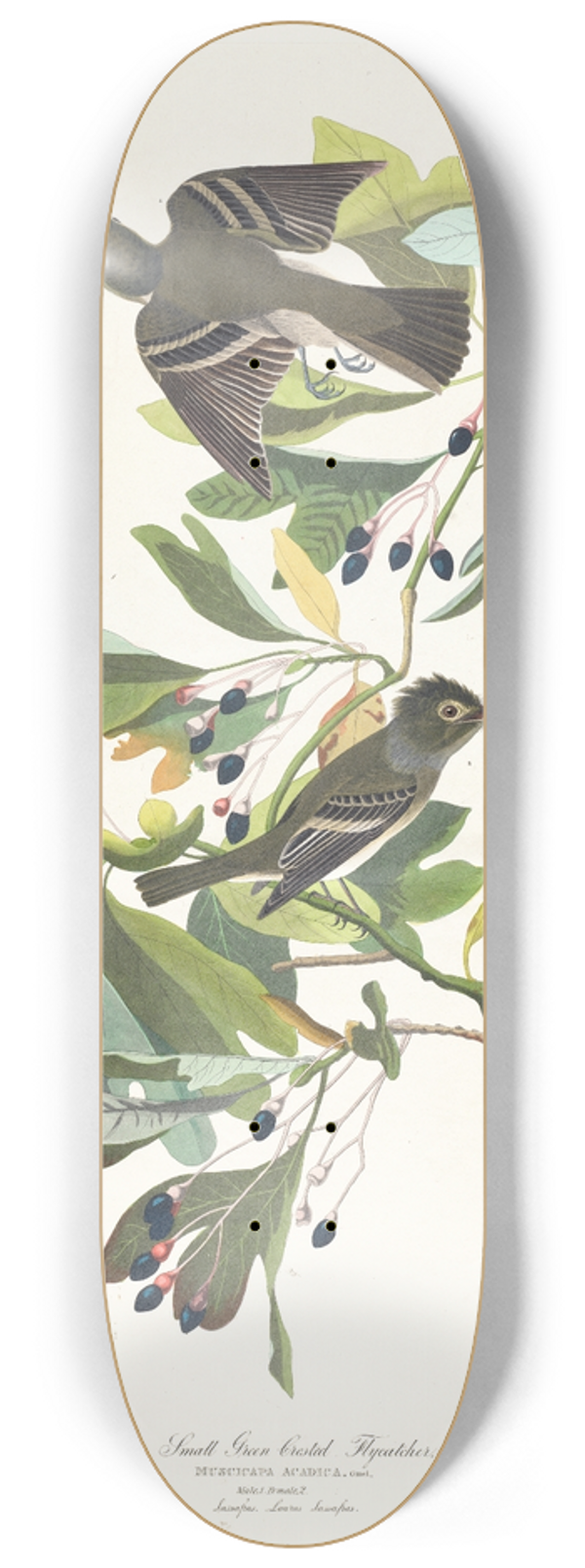 John James Audubon - Small green crested flycatcher 8.25 inch art skate deck