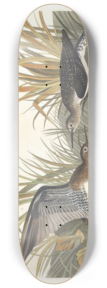 John James Audubon - Solitary sandpiper 8.25 inch art skate deck