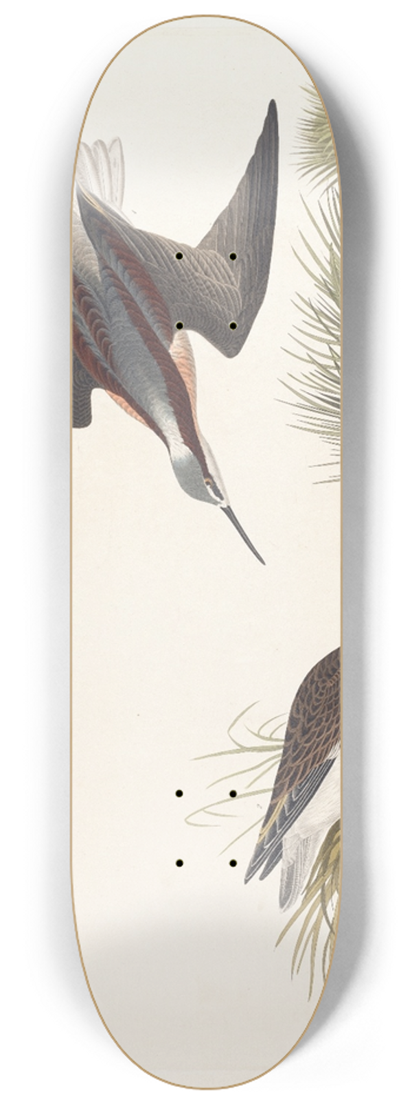 John James Audubon - Wilsons phalarope 8.25 inch art skate deck