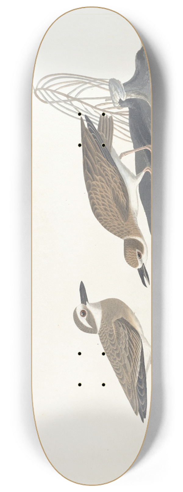 John James Audubon - Wilsons plover 8.25 inch art skate deck