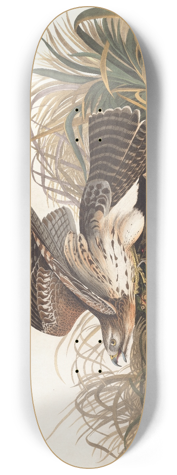 John James Audubon - Winter hawk 8.25 inch art skate deck