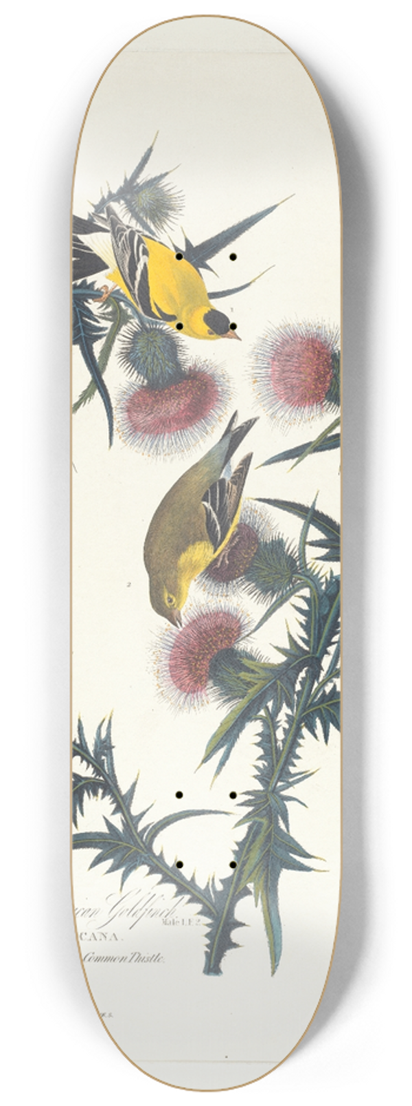 John James Audubon - Yellow bird or American goldfinch 8.25 inch art skate deck