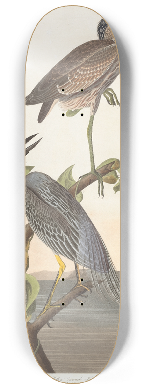 John James Audubon - Yellow-crowned heron 8.25 inch art skate deck