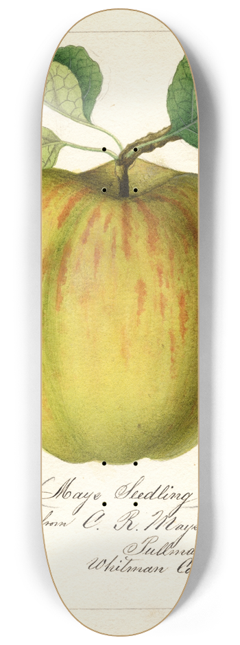 William Henry Prestele - Malus domestica: Maye 8.25 inch art skate deck